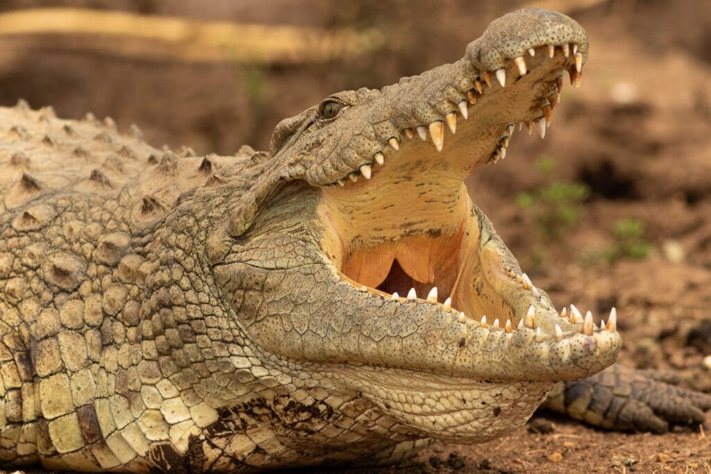 Krokodil in Nahaufnahme auf Augenhöhe mit weit geöffnetem Maul und sichtbaren Zähnen.