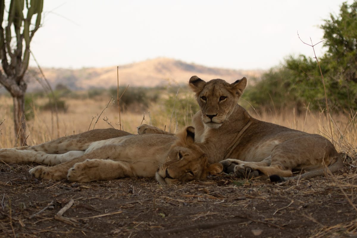 Zwei junge Löwen liegen im Ruaha National Park komplett flach auf der Seite in der Abendsonne, ein Jungtier blickt verträumt in die Kamera.