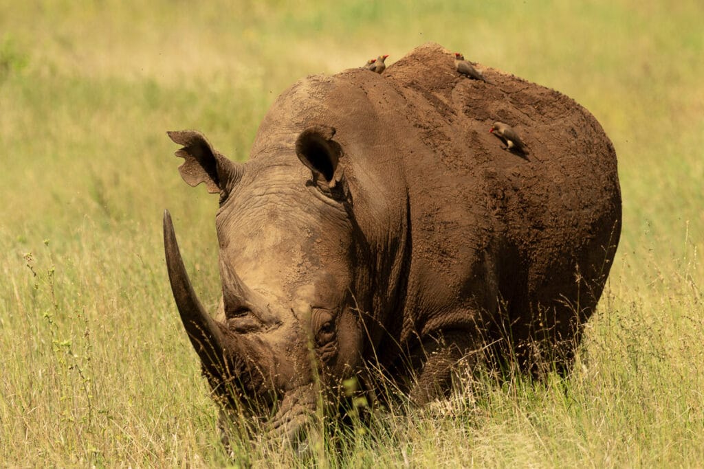 Mächtiges Breitmaulnashorn mit riesigem Horn und Madenhackern (Oxpecker) beim Grasen.