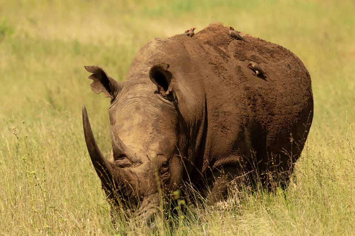 Mächtiges Breitmaulnashorn mit riesigem Horn und Madenhackern (Oxpecker) beim Grasen im Nairobi National Park.