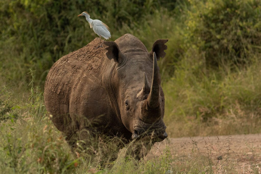 Dieses temperamentvolle Nashorn toleriert den weißen Kuhreiher.