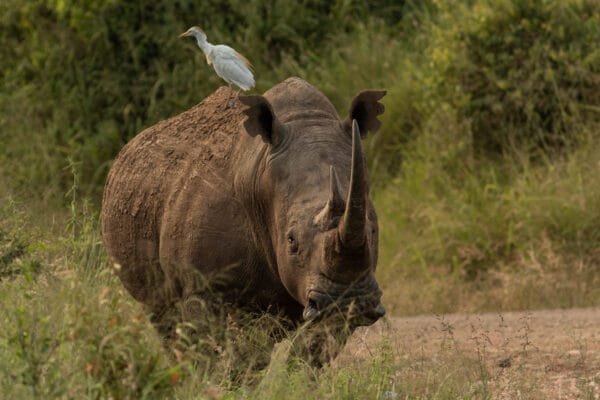 Temperamentvolles Breitmaulnashorn blockiert eine Straße im Nairobi National Park, während ein Kuhreiher auf seinem Rücken sitzt.