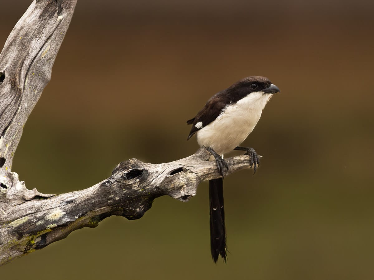 Ein Ostafrikanischer Fiskalwürger (Fiscal Shrike) sitzt aufrecht auf einem abgestorbenen Ast im Mikumi National Park vor einem weichen braun-grünen Bokeh.