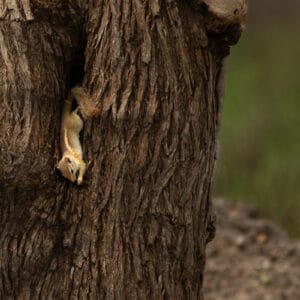 Gut getarntes Buschhörnchen kopfüber an einem Baum. Das Foto betont den Texturkontrast zwischen rauer Rinde und weichem Tierfell vor einem verschwommenen Waldhintergrund.