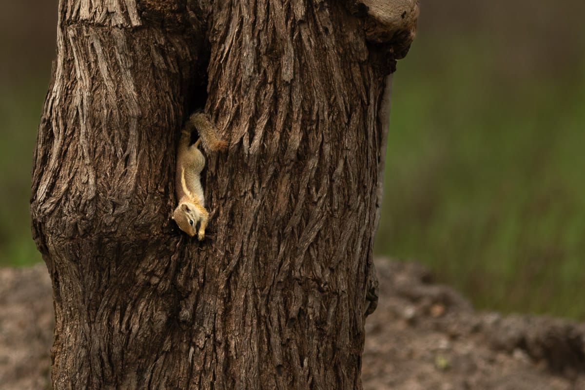 Gut getarntes Buschhörnchen kopfüber an einem Baum. Das Foto betont den Texturkontrast zwischen rauer Rinde und weichem Tierfell vor einem verschwommenen Waldhintergrund.
