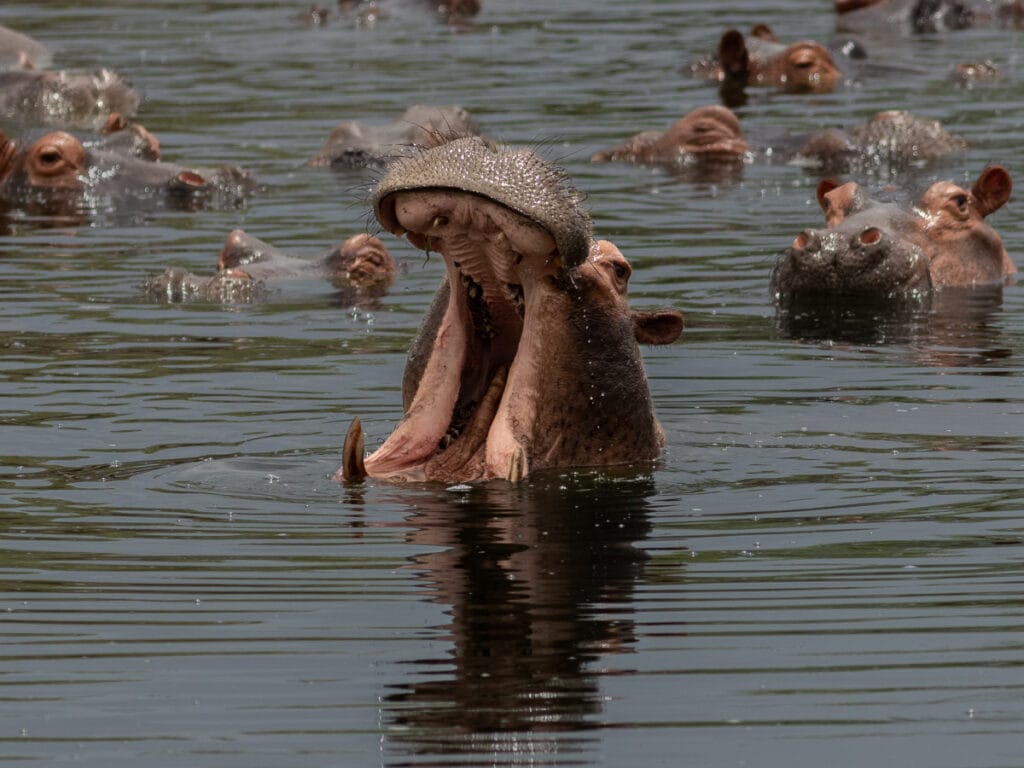 Dominantes Nilpferd mit weit aufgerissenem Maul im Hippo-Pool vor seiner Herde im Nyerere National Park.