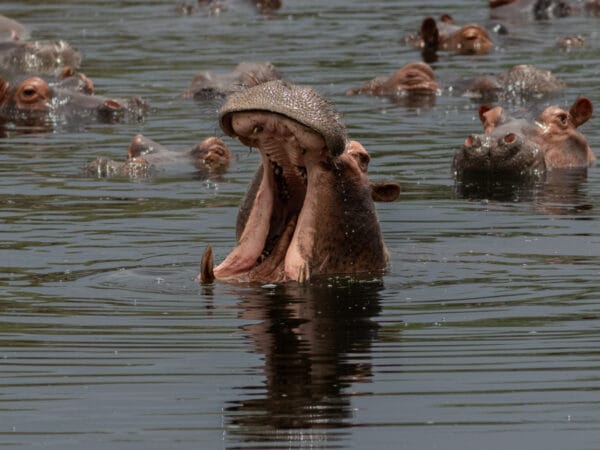 Dominantes Nilpferd mit weit aufgerissenem Maul im Hippo-Pool vor seiner Herde im Nyerere National Park.