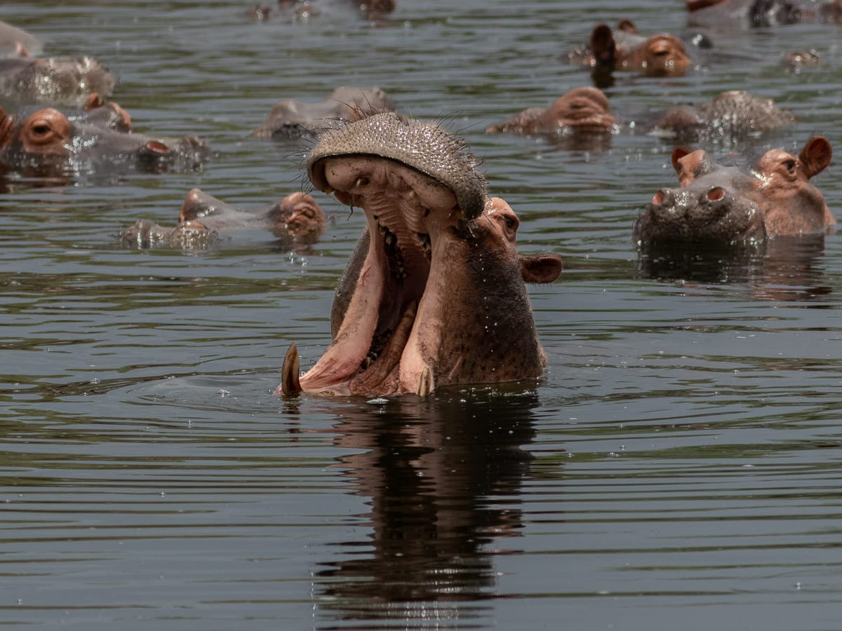 Dominantes Nilpferd mit weit aufgerissenem Maul im Hippo-Pool vor seiner Herde im Nyerere National Park.