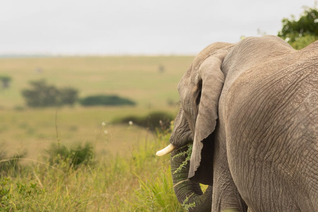 Elefant im Profil von hinten fotografiert beim Grasen vor dem weich gezeichneten Hintergrund (Bokeh) der Weite der Steppe.