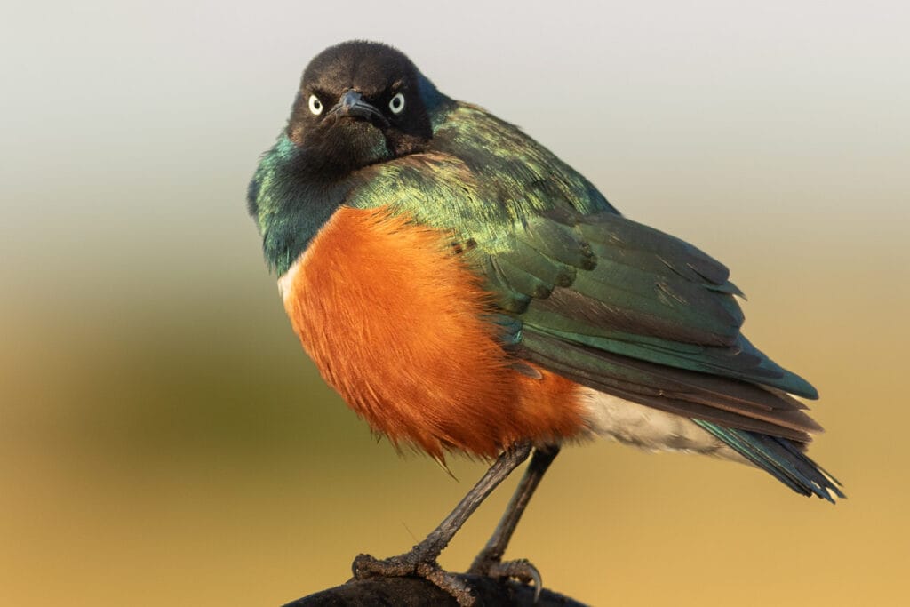 Nahaufnahme eines Dreifarben-Glanzstars (Superb Starling) mit strengem, empörtem Blick wie ein Angry Bird.