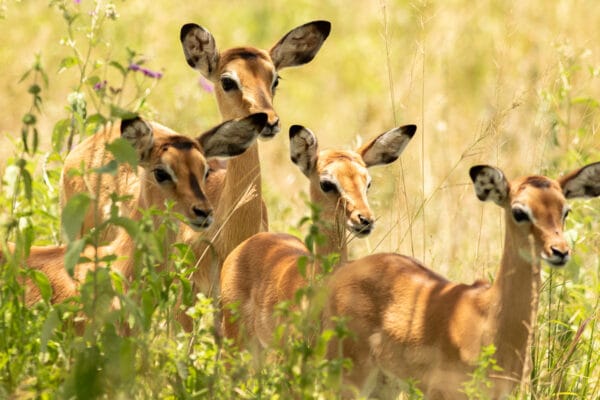 Eine Impala Antilope mit drei Jungtieren im hohen Gras der Serengeti im verträumten, märchenhaften Sonnenlicht.