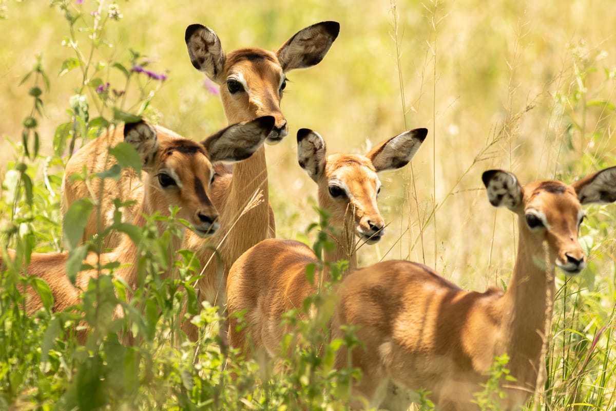 Eine Impala Antilope mit drei Jungtieren im hohen Gras im verträumten, märchenhaften Sonnenlicht.