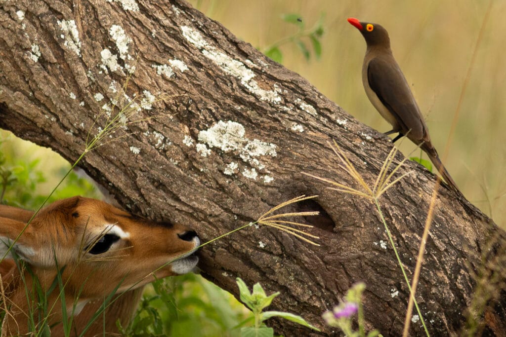 Ein winziges, junges Impala-Kitz hat sich hinter einem schräg wachsenden Baumstamm positioniert und blinzelt mit einem neugierigen, fast verschmitzten Blick darunter hindurch. Das i-Tüpfelchen dieser Szene ist ein kleiner Madenhacker (Oxpecker), der seelenruhig oben auf demselben Baumstamm thront.