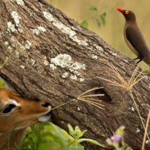 Ein kleines Impala-Kitz blickt verspielt unter einem schr&auml;gen Baumstamm hindurch, auf dem ein Madenhacker (Oxpecker) sitzt.