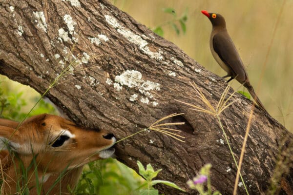 Ein kleines Impala-Kitz blickt verspielt unter einem schrägen Baumstamm hindurch, auf dem ein Madenhacker (Oxpecker) sitzt.