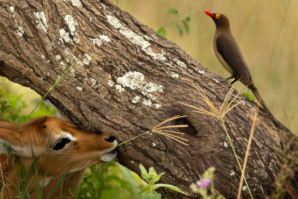 Ein kleines Impala-Kitz blickt verspielt unter einem schrägen Baumstamm hindurch, auf dem ein Madenhacker (Oxpecker) sitzt.