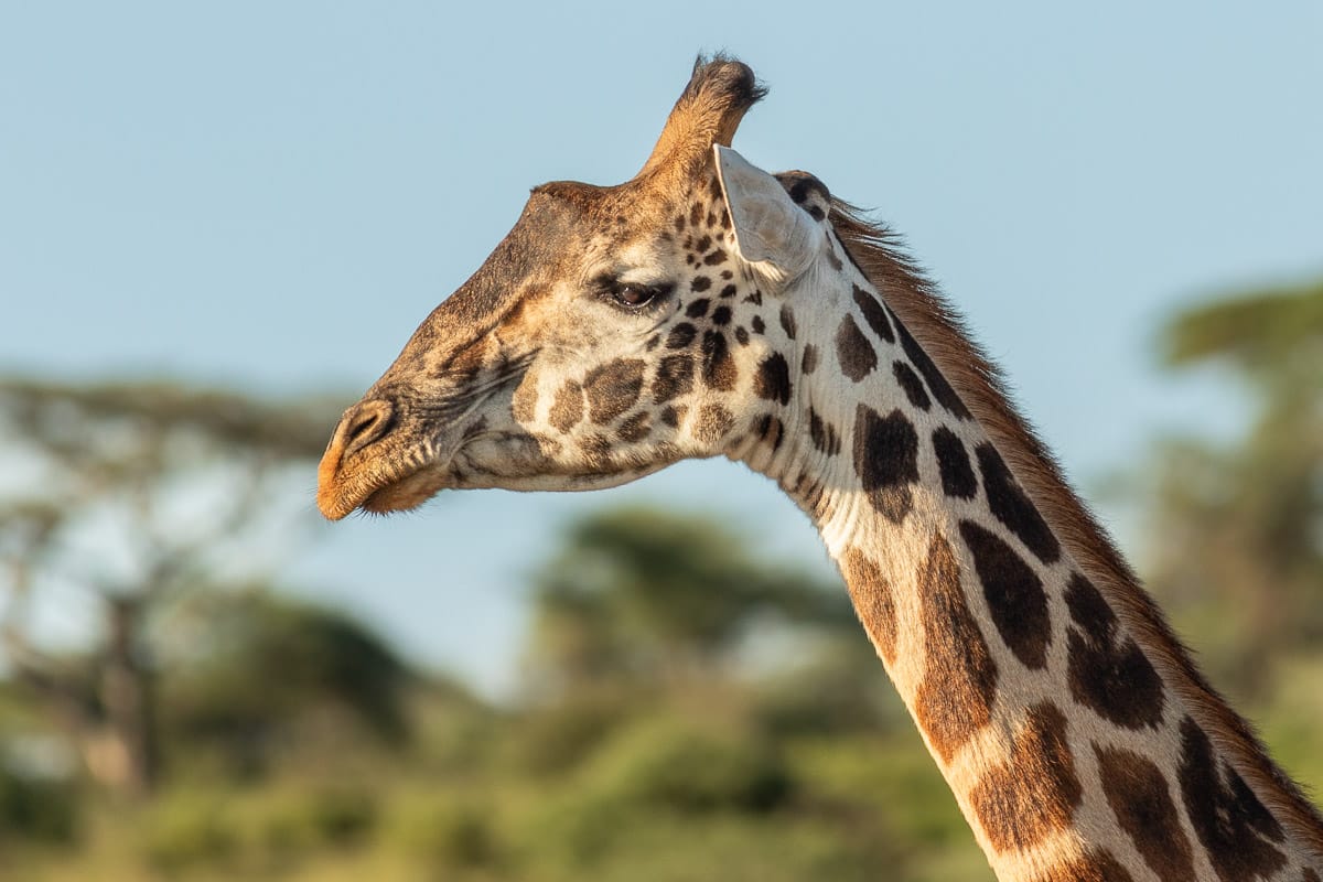 Nahaufnahme von Kopf und Hals einer majestätischen Giraffe vor einer verschwommenen Baumsilhouette.