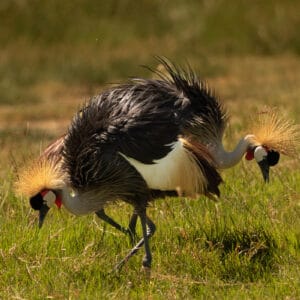 Zwei S&uuml;dafrika-Kronenkraniche suchen im Ngorongoro-Krater mit gesenkten K&ouml;pfen nach Nahrung. Ihre K&ouml;rper verdecken sich gegenseitig, w&auml;hrend die K&ouml;pfe spiegelverkehrt nach links und rechts blicken und eine interessante Symmetrie bilden. Im Vordergrund saftig gr&uuml;ne Wiese mit einzelnen vertrockneten Halmen, die im Hintergrund in ein gr&uuml;n-braun-gelbes Bokeh verl&auml;uft.