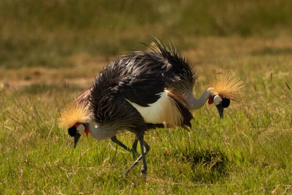 Zwei Südafrika-Kronenkraniche suchen im Ngorongoro-Krater mit gesenkten Köpfen nach Nahrung. Ihre Körper verdecken sich gegenseitig, während die Köpfe spiegelverkehrt nach links und rechts blicken und eine interessante Symmetrie bilden. Im Vordergrund saftig grüne Wiese mit einzelnen vertrockneten Halmen, die im Hintergrund in ein grün-braun-gelbes Bokeh verläuft.