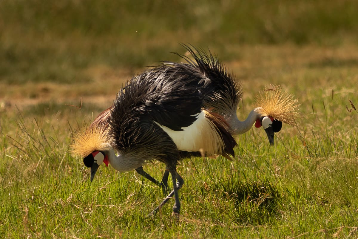 Zwei Südafrika-Kronenkraniche suchen im Ngorongoro-Krater mit gesenkten Köpfen nach Nahrung. Ihre Körper verdecken sich gegenseitig, während die Köpfe spiegelverkehrt nach links und rechts blicken und eine interessante Symmetrie bilden. Im Vordergrund saftig grüne Wiese mit einzelnen vertrockneten Halmen, die im Hintergrund in ein grün-braun-gelbes Bokeh verläuft.