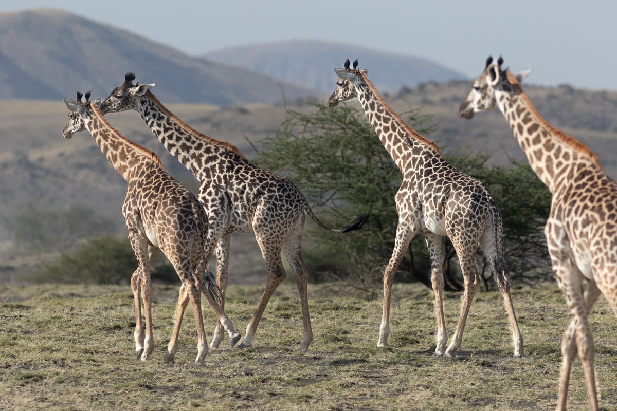 Vier Giraffen wandern von hinten-seitlich fotografiert vor den Bergen des Afrikanischen Grabensbruchs.