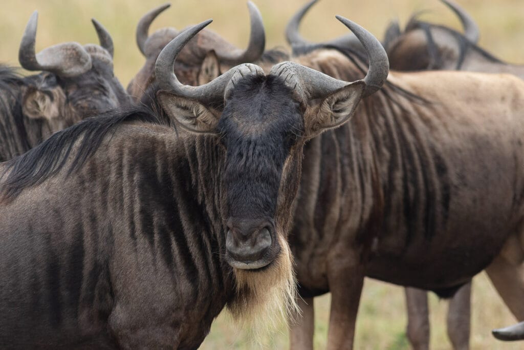 Optische Täuschung von zwei Gnus, die sich scheinbar einen Kopf teilen.
