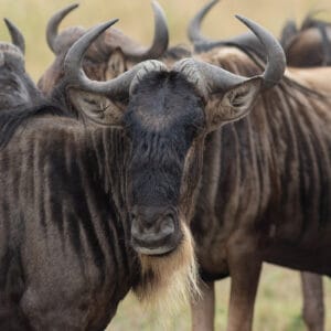 Optische Täuschung von zwei Gnus, die sich scheinbar einen Kopf teilen, während der großen Wanderung in der Serengeti.