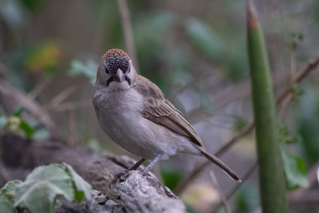 Nahaufnahme eines Fleckstirnwebers auf einem Ast auf Augenhöhe. Ein kunstvoll verschwommener Vorder- und Hintergrund lässt den Wald wie eine Miniaturlandschaft wirken.