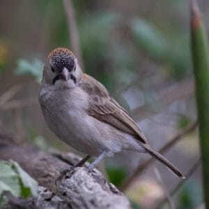 Nahaufnahme eines Fleckstirnwebers auf einem Ast auf Augenhöhe. Ein kunstvoll verschwommener Vorder- und Hintergrund lässt den Wald wie eine Miniaturlandschaft wirken.