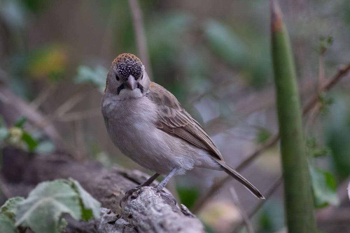 Nahaufnahme eines Fleckstirnwebers auf einem Ast auf Augenhöhe. Ein kunstvoll verschwommener Vorder- und Hintergrund lässt den Wald wie eine Miniaturlandschaft wirken.