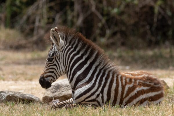 Ein kleines Zebrafohlen ruht sich im Gras neben einer Safari-Lodge in der Serengeti auf Augenhöhe aus.