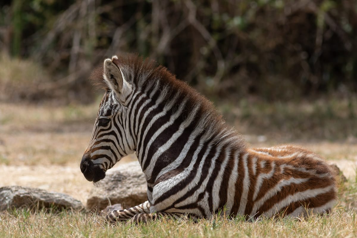 Ein kleines Zebrafohlen ruht sich im Gras neben einer Safari-Lodge in der Serengeti auf Augenhöhe aus.