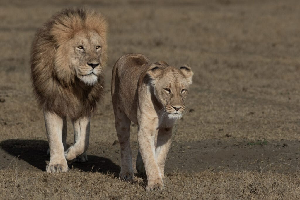 Ein Löwenmännchen mit mächtiger Mähne und seine Löwin wandern bei Sonnenaufgang durch die Steppe.