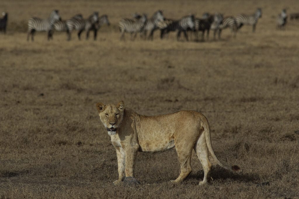 Ein Löwe im Profil blickt in die Kamera, während im verschwommenen Hintergrund wie eine Fata Morgana eine Zebraherde steht.