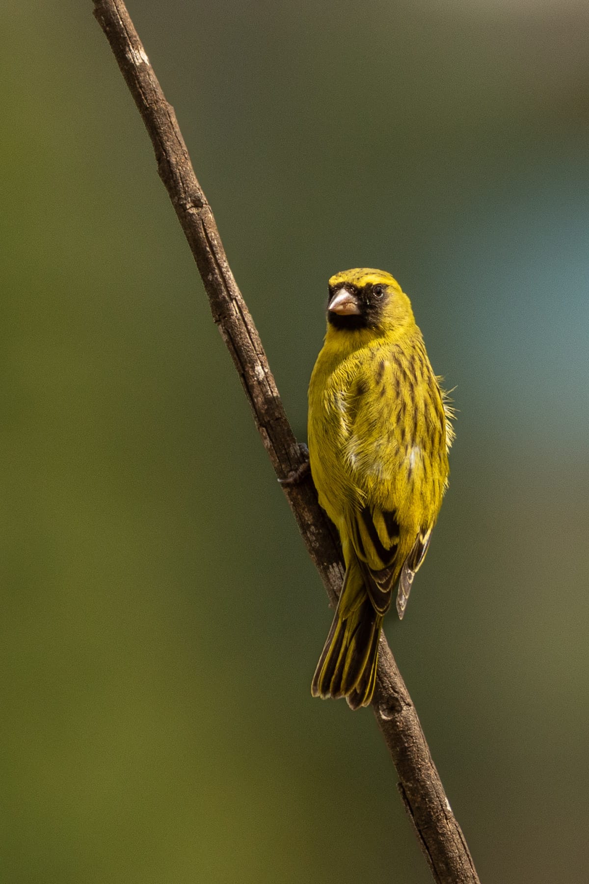 Ein gelber Afrikanischer Zitronengirlitz (African Citril) klammert sich an einen diagonalen Ast vor einem grün-türkisen Bokeh in Nairobi.