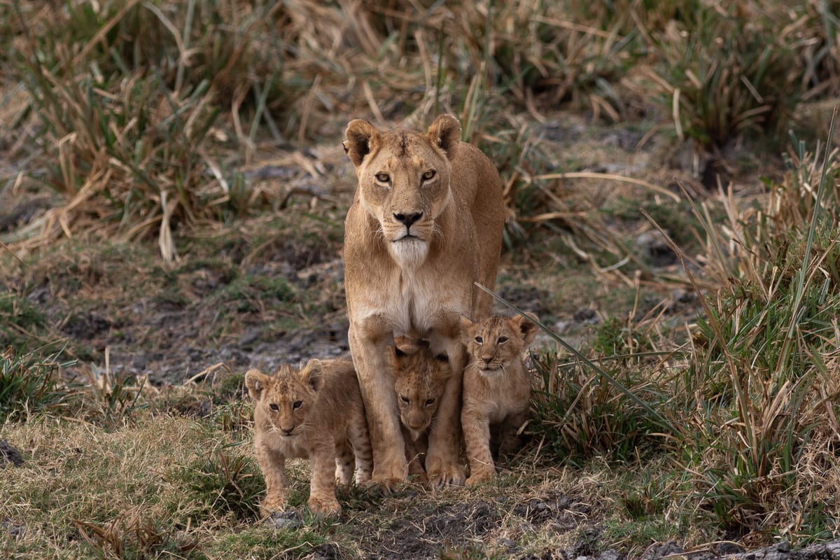 Eine Löwenmutter mit drei kleinen Jungen(Cubs) im hohen Gras blickt frontal in die Kamera.