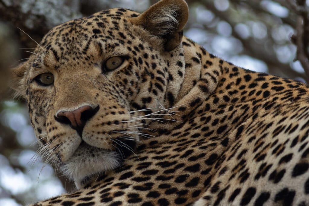 Enges Porträt eines Leopardenmännchens auf einem Baum mit direktem Blickkontakt und gläsern-grünen Augen.