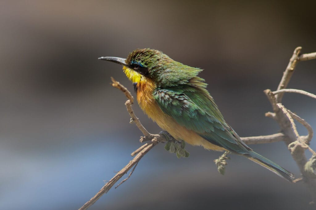 Aufgeplusterter, farbenfroher Bienenfresser (Bee-eater) mit sichtbaren Federstrukturen im Hitzedunst einer Wasserstelle.