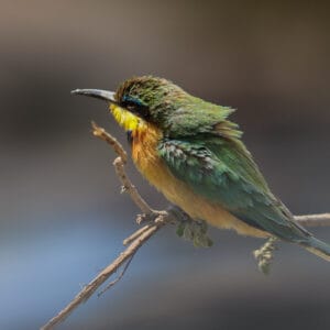 Aufgeplusterter, farbenfroher Bienenfresser (Bee-eater) mit sichtbaren Federstrukturen im Hitzedunst einer Wasserstelle in der Serengeti.