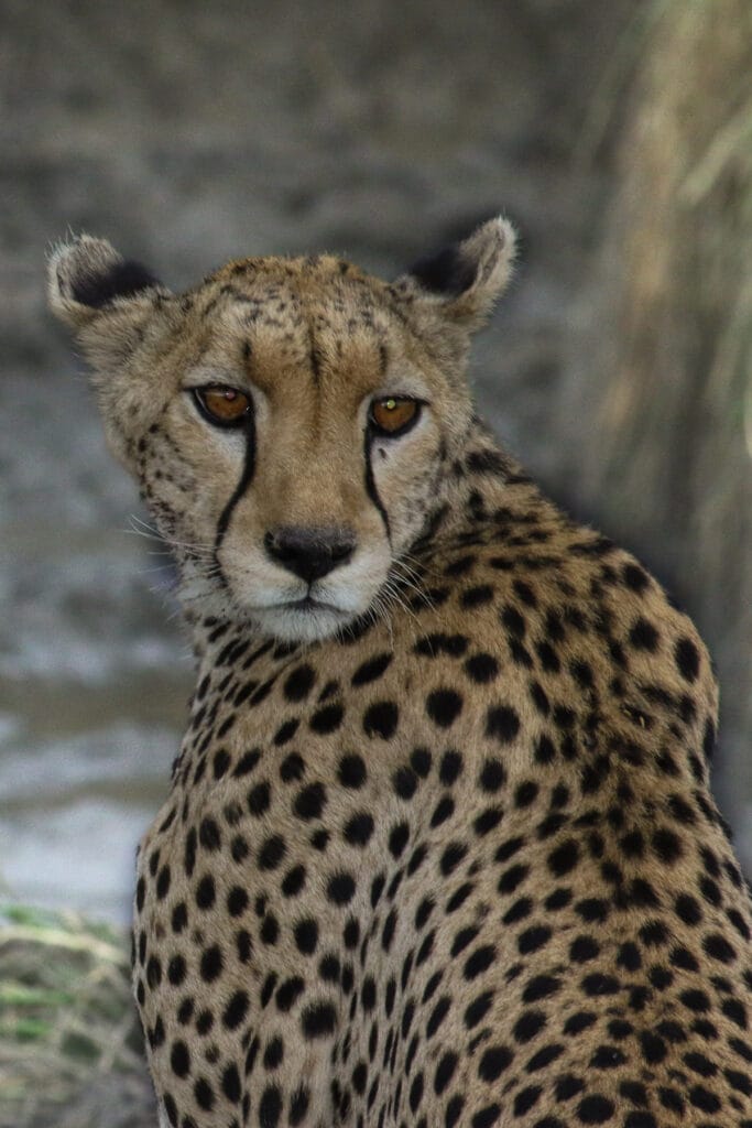 Athletischer Gepard blickt in der Serengeti-Dämmerung über die Schulter in die Kamera vor einem kleinen Wassergraben.