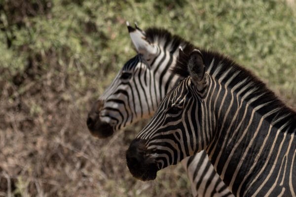 Faszinierender Streifen-Kontrast von zwei Zebras (Hals, Mähne und Kopf) im Ruaha National Park, ein Tier wirkt weiß-schwarz, das andere schwarz-weiß.