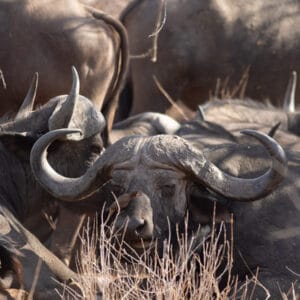Afrikanischer Büffel liegt im Unterholz des Ruaha National Parks mit einem singenden Madenhacker (Oxpecker) auf der Nase, eingerahmt von der Herde.