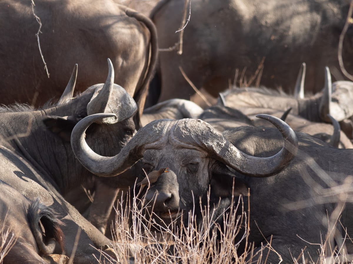 Afrikanischer Büffel liegt im Unterholz des Ruaha National Parks mit einem singenden Madenhacker (Oxpecker) auf der Nase, eingerahmt von der Herde.