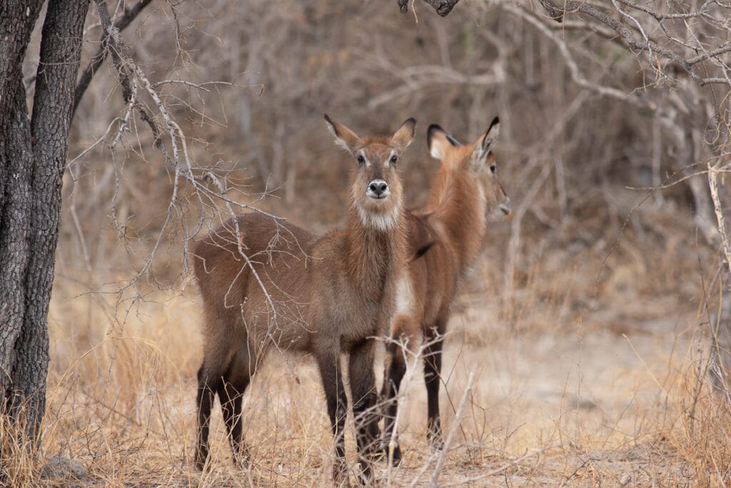 Zwei Wasserböcke (Waterbuck) geben auf den ersten Blick den Eindruck spiegelbildlich im rot-braunen, ausgetrockneten Gras der Trockenzeit zu stehen.