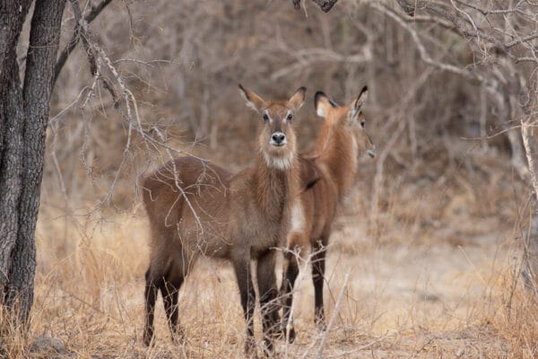 Zwei Wasserböcke (Waterbuck) im Ruaha National Park geben auf den ersten Blick den Eindruck spiegelbildlich im rot-braunen, ausgetrockneten Gras der Trockenzeit zu stehen.