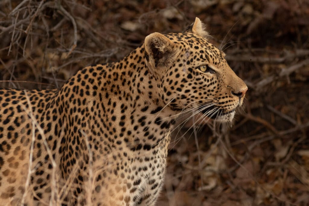Ein hochkonzentriertes Leopardenmännchen mit einem Tropfen am Kinn im rot-braunen Bokeh der Abendsonne.
